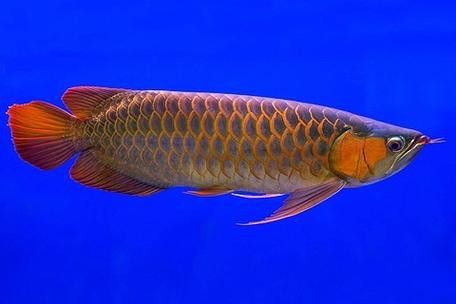 新加坡紅龍魚和馬來西亞紅龍魚區別圖片