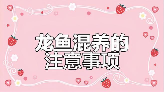 龍魚打架時應該如何干預？
