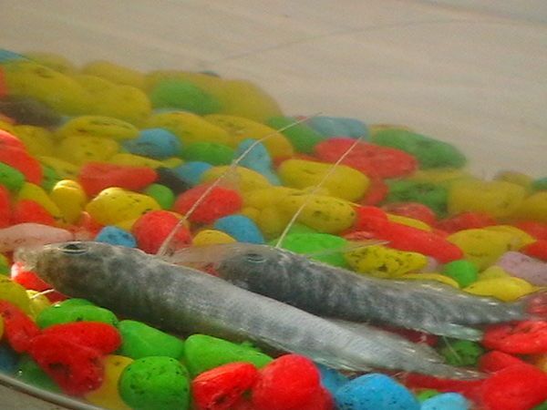 龍魚上浮不動了怎么辦：龍魚上浮不動可能由多種原因引起