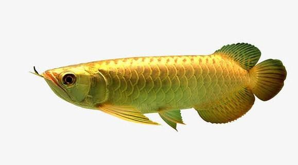 有沒有金龍魚高清圖片素材？