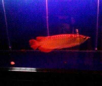 解決龍魚打虎魚的方法（當龍魚和虎魚發生打架時，作為飼養者可以采取以下幾種方法來緩解）