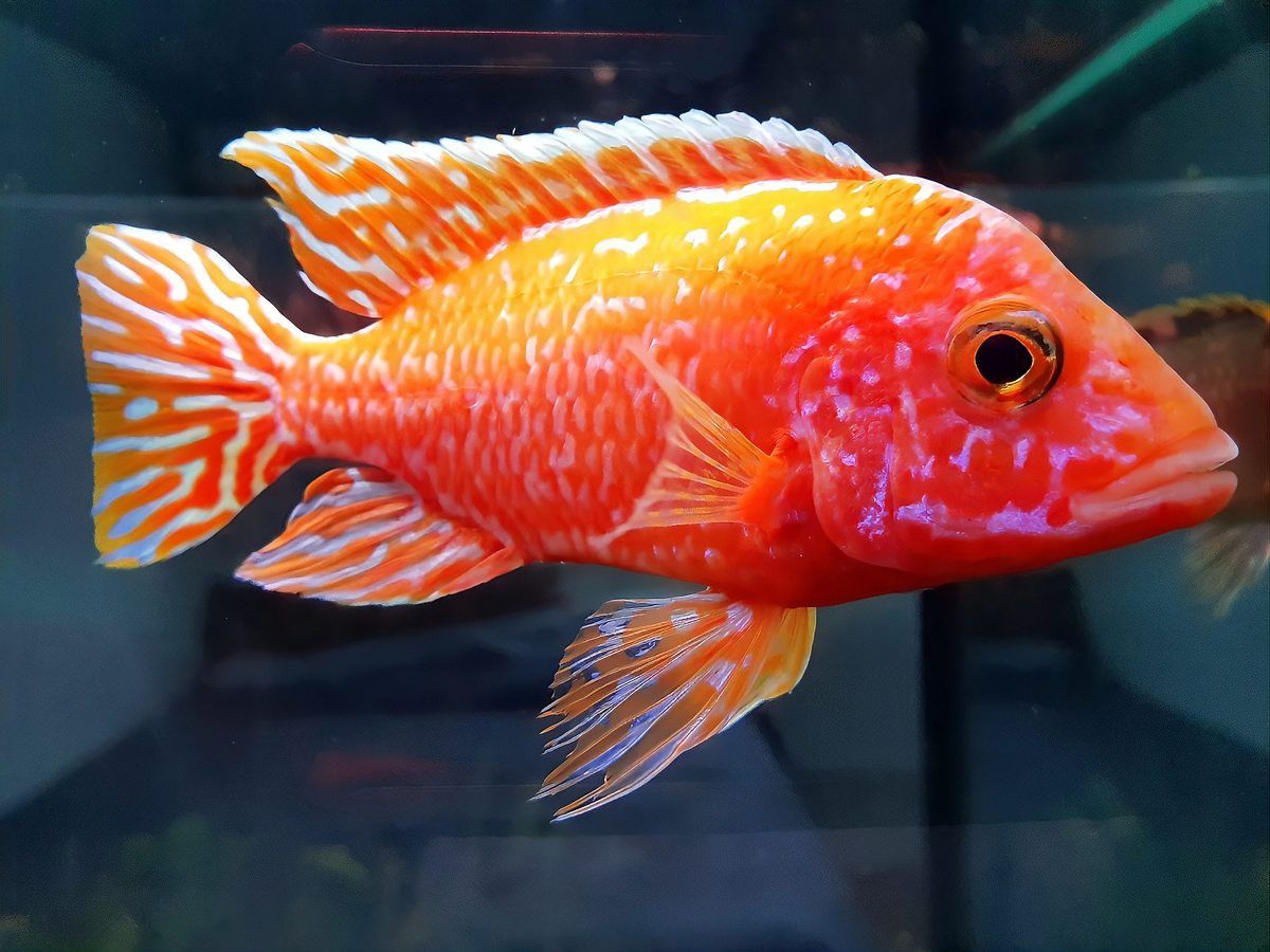 龍魚細(xì)菌感染多久會(huì)好？