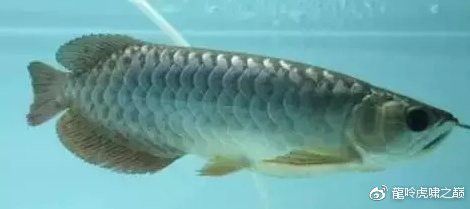 如何治療龍魚的內寄和外寄？