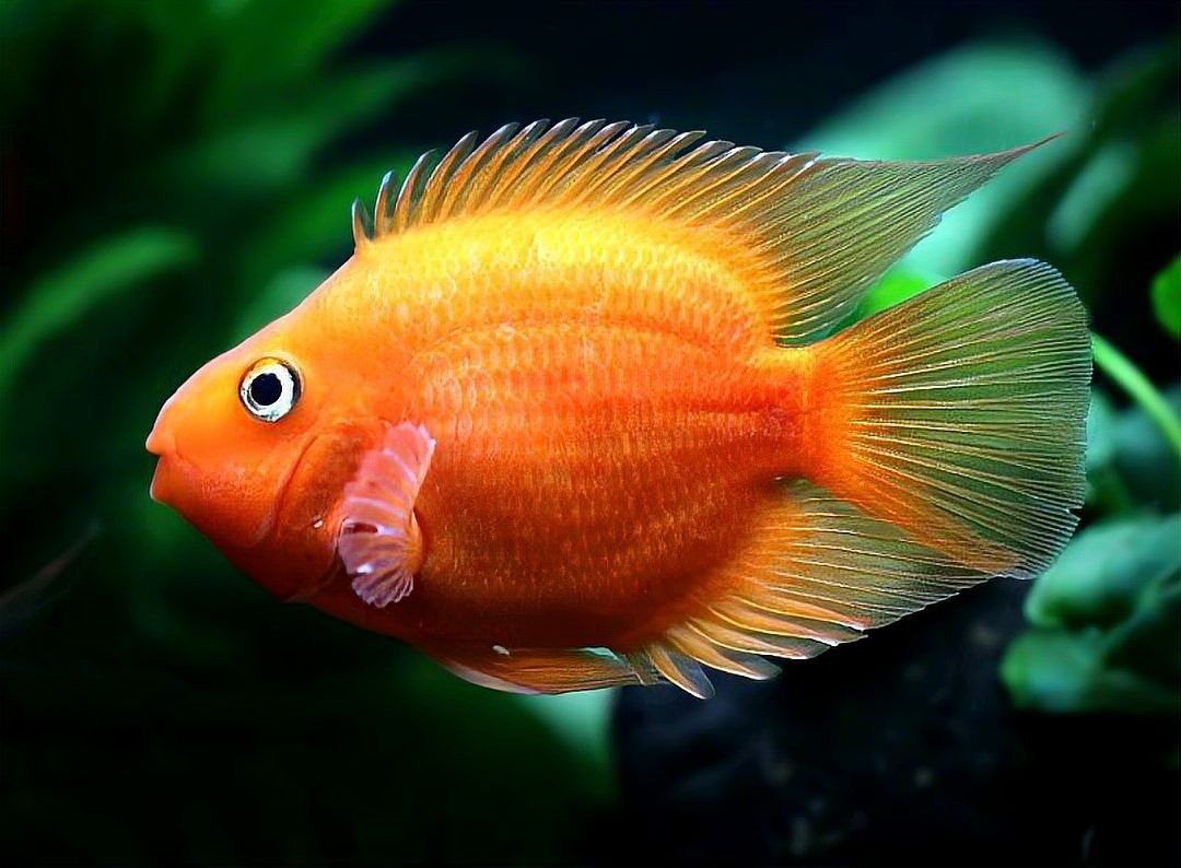 如何治療龍魚的內寄和外寄？