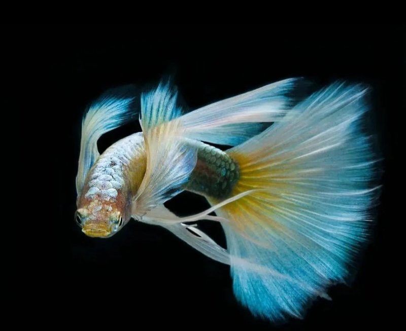 如何治療龍魚的內寄和外寄？