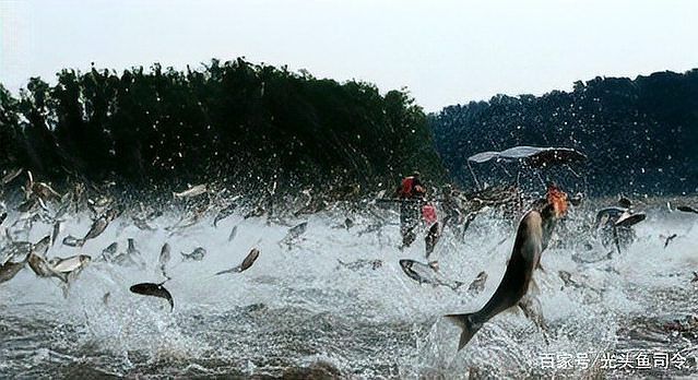 鯉魚的天敵是什么魚
