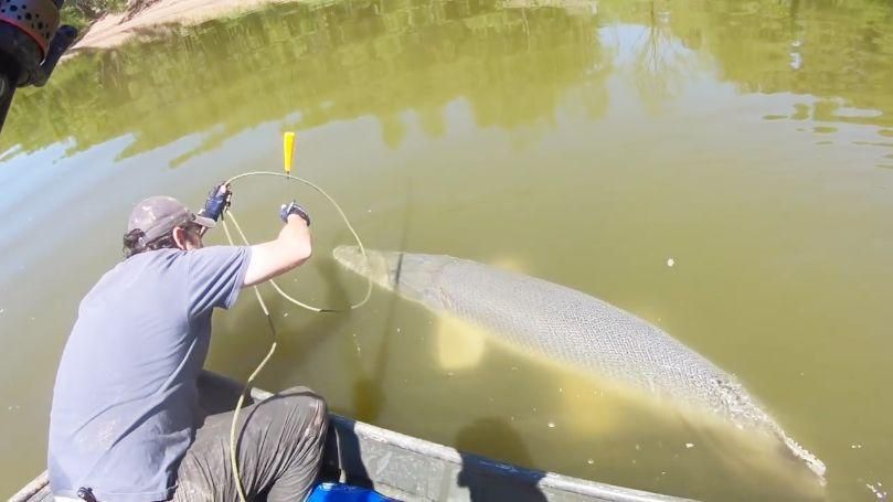 鯉魚的天敵是什么魚