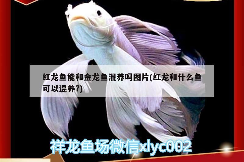 魚缸用增氧泵價格是多少:魚缸增氧機-xtrac增氧機-xtrac增氧機 紅龍魚能和金龍魚混養嗎圖片(紅龍和什么魚可以混養?) 龍魚百科 紅龍魚能和金龍魚混養嗎圖片(紅龍和什么魚可以混養?) 紅龍魚能和金龍魚混養嗎圖片(紅龍和什么魚可以混養?) 龍魚百科