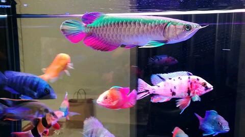 龍魚野生七彩混養(yǎng)：龍魚與七彩神仙混養(yǎng)