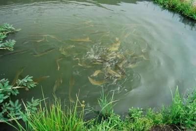 新缸新水養龍魚可以下鹽嗎，養龍魚可以下鹽嗎，養龍魚需要下鹽嗎：養龍魚可以下鹽嗎，養龍魚需要下鹽嗎 新缸新水養龍魚可以下鹽嗎，養龍魚可以下鹽嗎，養龍魚需要下鹽嗎：養龍魚可以下鹽嗎，養龍魚需要下鹽嗎 龍魚百科 第3張