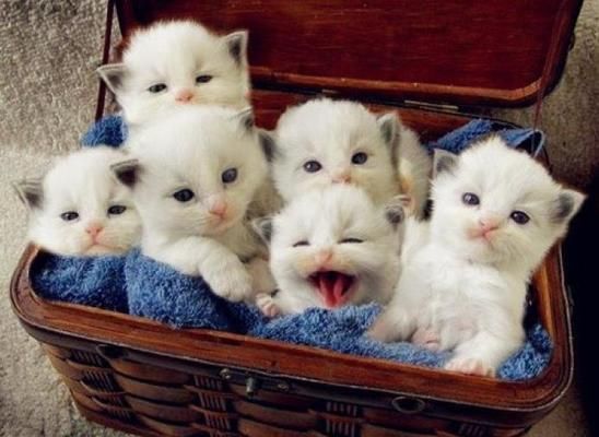 買紅龍魚的日記三年級(jí)作文300字，紅龍魚日常飲食指南,紅龍魚的生活習(xí)性介紹