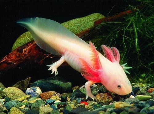 恐龍魚叫什么魚好聽
