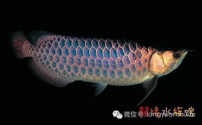 龍魚種類區別在哪里：幾種常見龍魚品種的區別