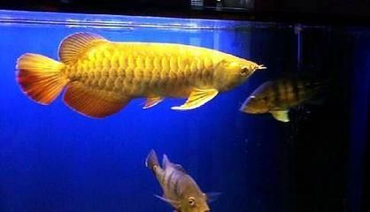 養(yǎng)龍魚幾天換一次水：養(yǎng)龍魚的換水頻率并不是固定的，具體取決于多種因素