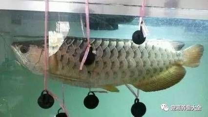 養(yǎng)龍魚幾天換一次水：養(yǎng)龍魚的換水頻率并不是固定的，具體取決于多種因素