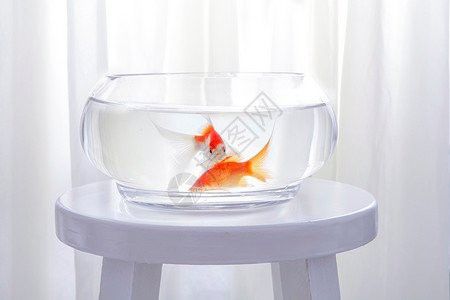 有沒有免費的龍魚缸壁紙？