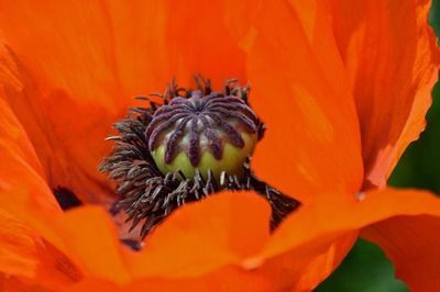 最大金龍魚有多大（金龍魚的尺寸可以從50-60厘米到1米不等）