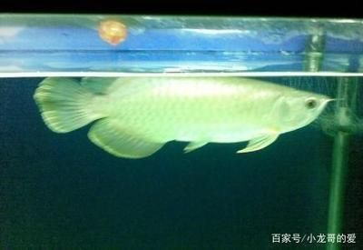 黃色龍魚大概多少錢一條：黃色龍魚大概多少錢一條黃色龍魚大概多少錢一條