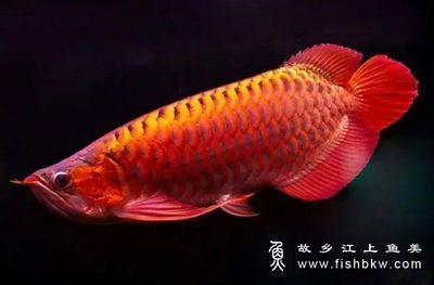 紅龍魚學名叫什么（紅龍魚的學名叫做scleropagesformosus）