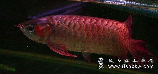 紅龍魚學名叫什么（紅龍魚的學名叫做scleropagesformosus）