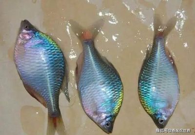 白條魚喂龍魚會死嗎：白條魚喂龍魚會導(dǎo)致龍魚死亡嗎，白條魚喂龍魚會死嗎