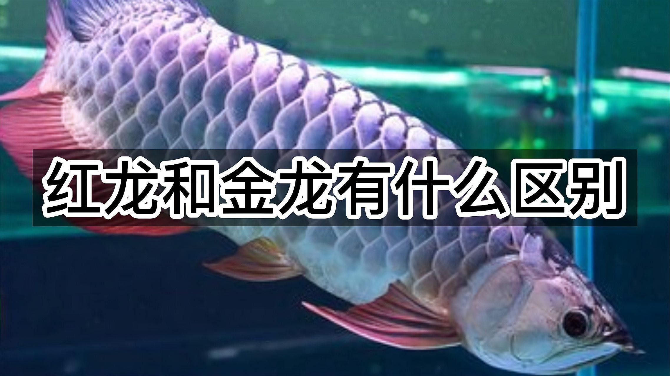 紅龍魚品牌等級分類圖片大全集