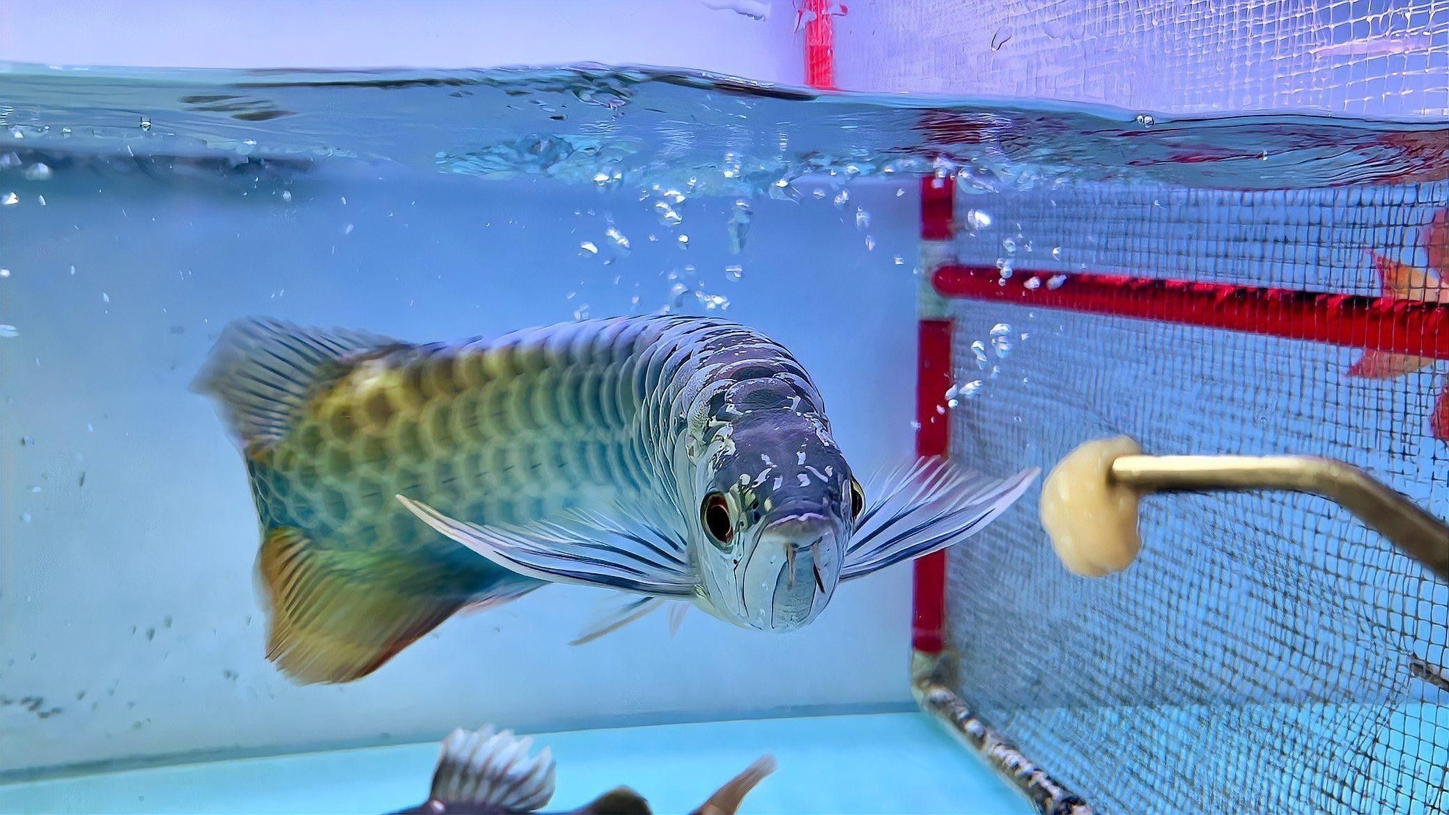 紅龍魚品牌等級分類圖片大全集