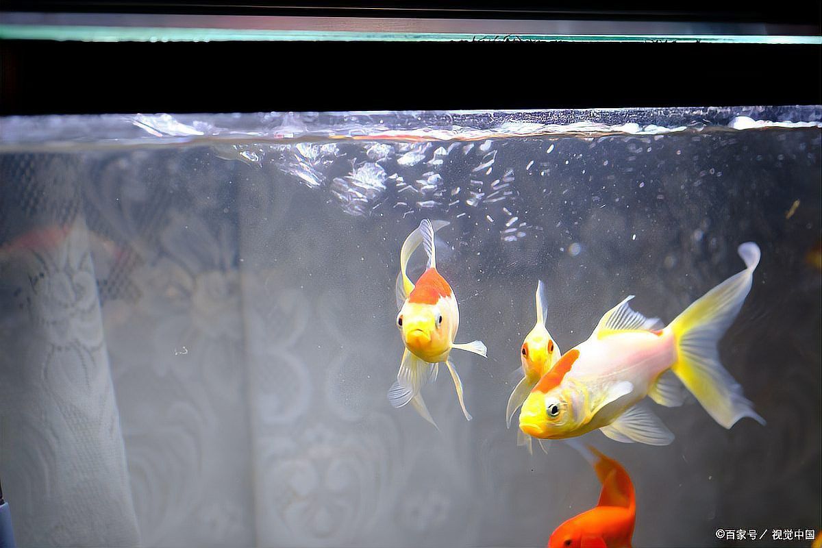 如何判斷白子招財龍魚是否進入繁殖期？