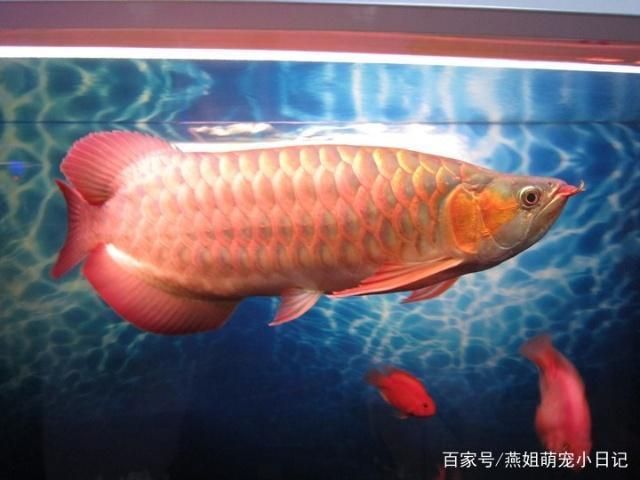龍魚吃的肚子鼓鼓的怎么辦：龍魚肚子鼓脹怎么辦