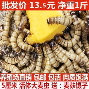 黑金龍魚的價格查詢網址：如何查詢黑金龍魚的價格