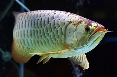 金龍魚的頭型變化過程：金龍魚頭型變化過程