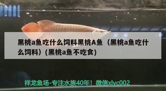 播放金龍魚吃什么：金龍魚的食譜