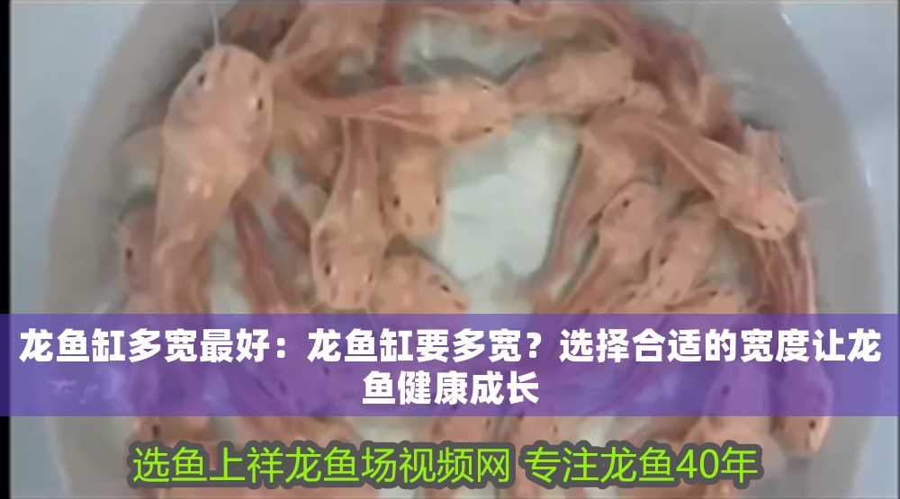 龍魚缸多寬最好：龍魚缸要多寬？選擇合適的寬度讓龍魚健康成長