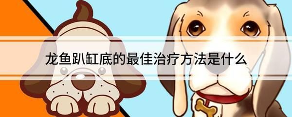 龍魚趴缸底的最佳治療：龍魚趴缸底的最佳治療方法