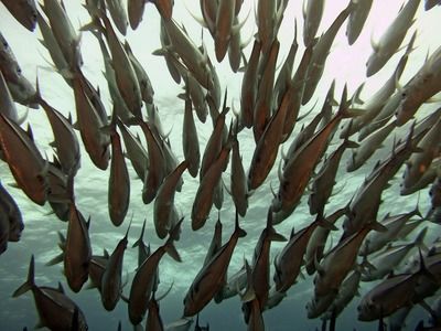 龍魚趴缸底的最佳治療：龍魚趴缸底的最佳治療方法