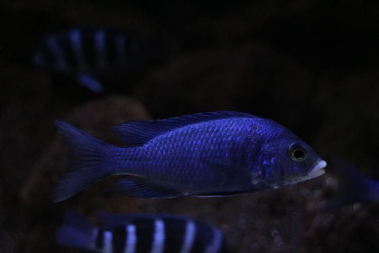 老品種藍寶石魚圖片