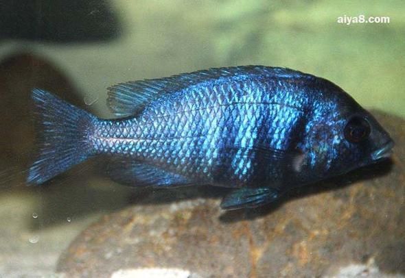 老品種藍寶石魚圖片