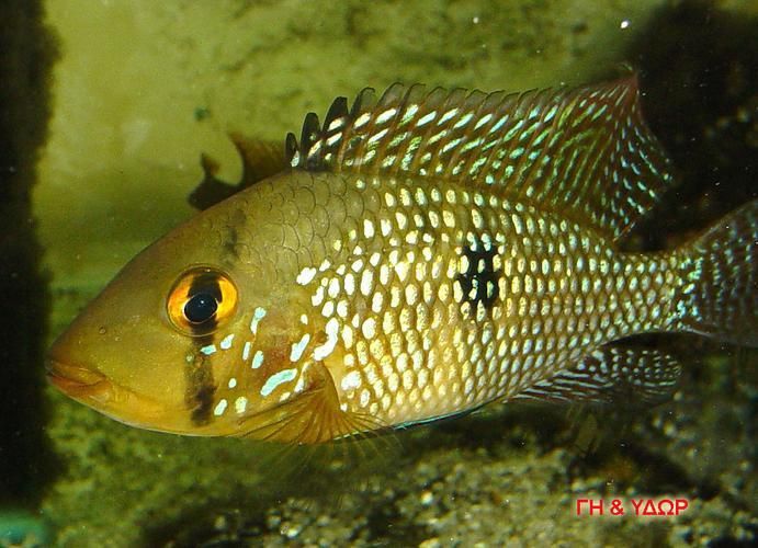老品種藍寶石魚圖片
