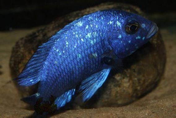 老品種藍寶石魚圖片