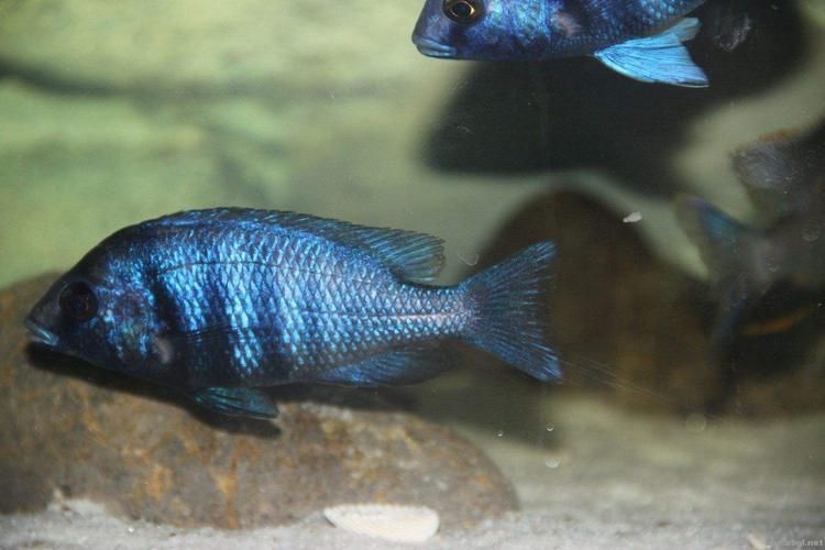 老品種藍寶石魚圖片