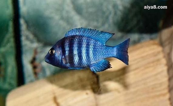 老品種藍寶石魚圖片
