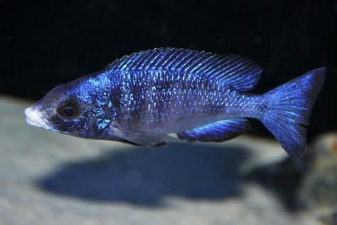 老品種藍寶石魚圖片