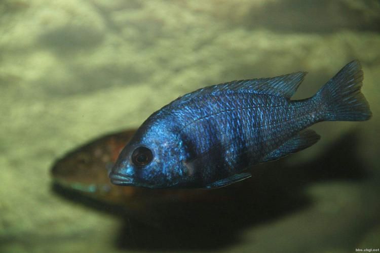 老品種藍寶石魚圖片