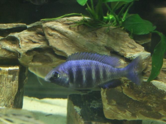 老品種藍寶石魚圖片