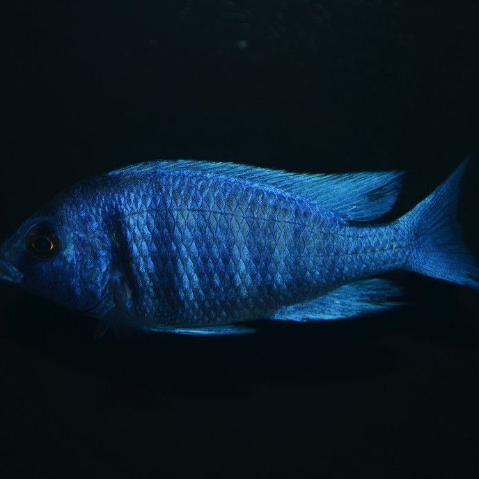 老品種藍寶石魚圖片
