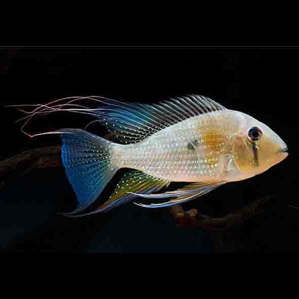 老品種藍寶石魚圖片