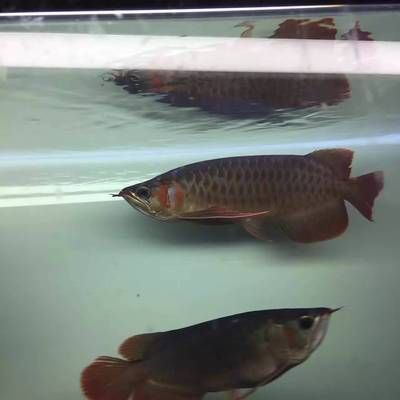 紅龍魚不開燈是不是不容易發色（如何選擇適合紅龍魚的燈光）