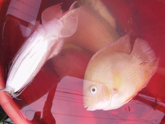冬天養(yǎng)龍魚水溫得多少度合適呀