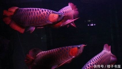 養一條龍魚好嗎風水好嗎（關于養龍魚的風水講究）