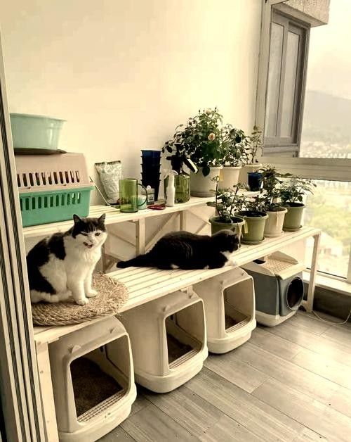 龍貓和貓共養有哪些注意事項？